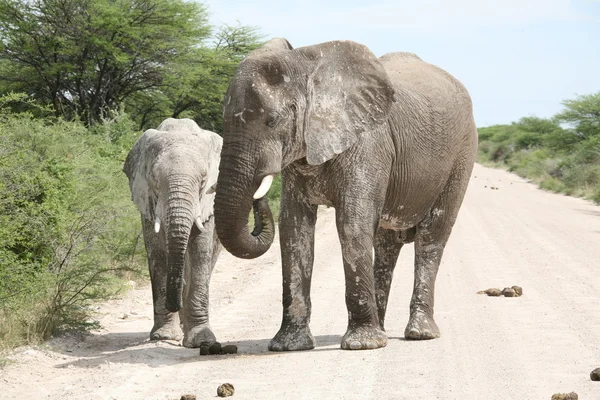 Rodzina słonie — Zdjęcie stockowe