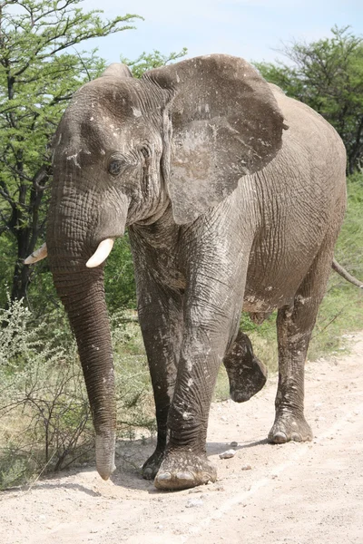 Elefant — Stockfoto