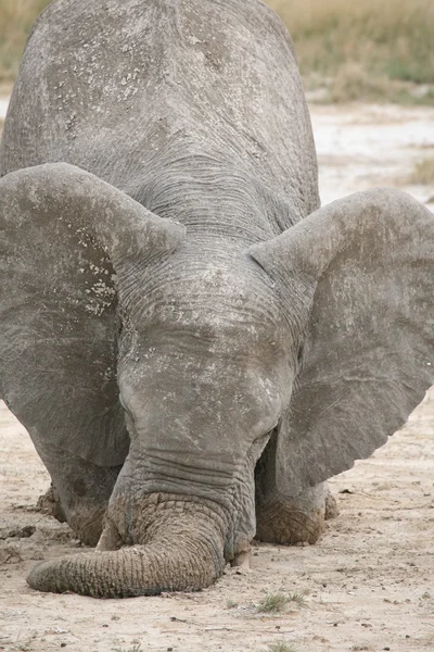 Elefante de joelhos — Fotografia de Stock