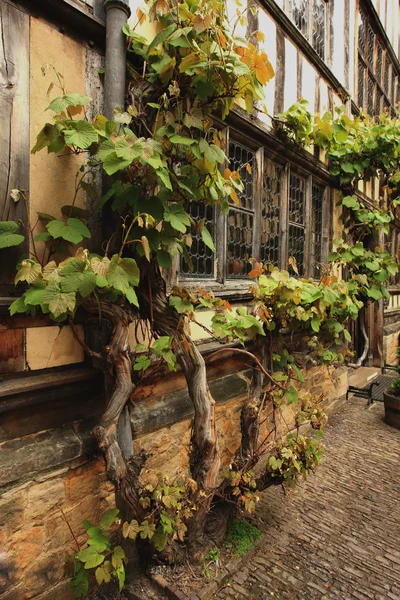 Стена покрыта виноградом — стоковое фото