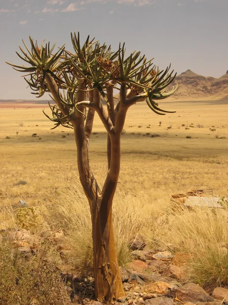 stock image Lonely tree in Namibian desert.