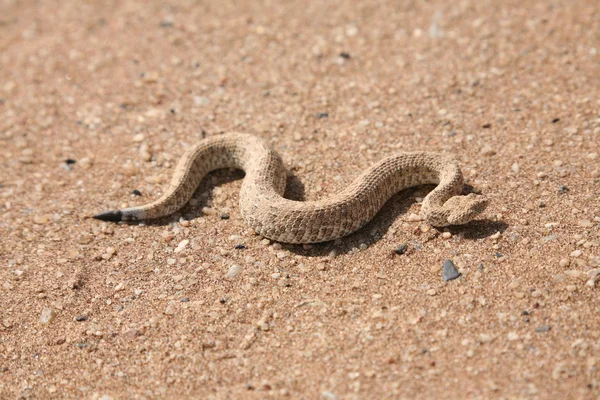 Snake in desert Royalty Free Stock Photos