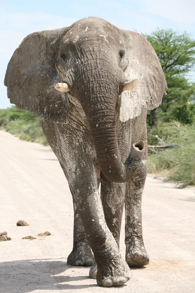 Angriff auf Elefanten Stockbild