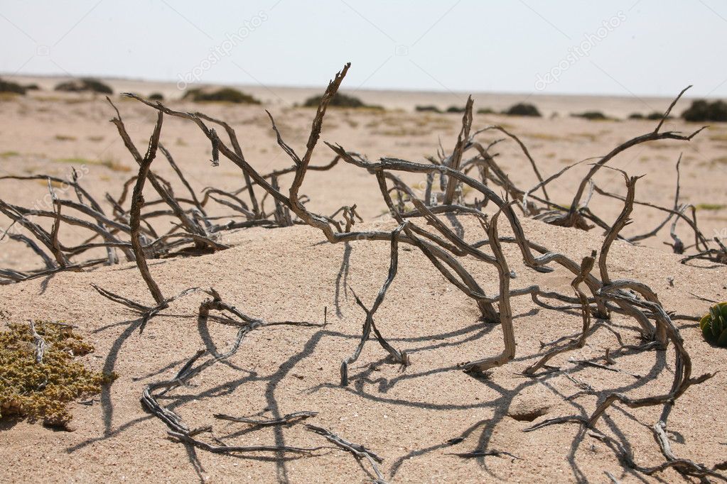 Dry bushes in desert. Namibia.
