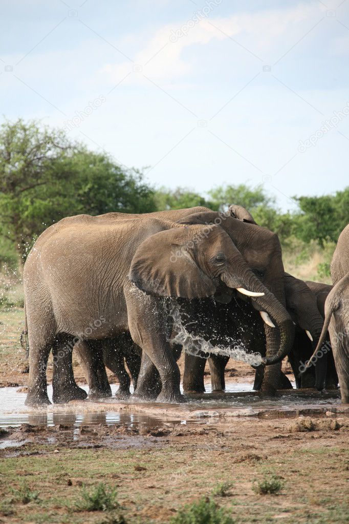 Elephants family taking bath