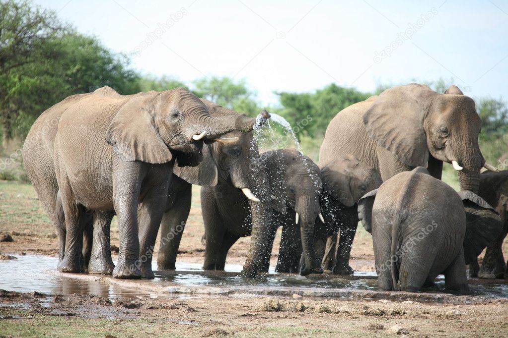Elephants family taking bath