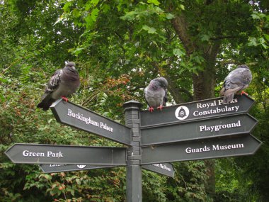 Londra Rehberi okları