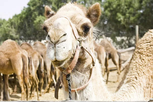 Kamel starrt die Besucher an — Stockfoto