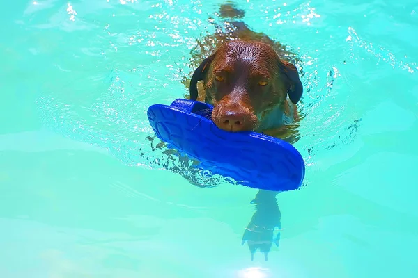 Dog bringing slipper in the water — Stock Photo, Image