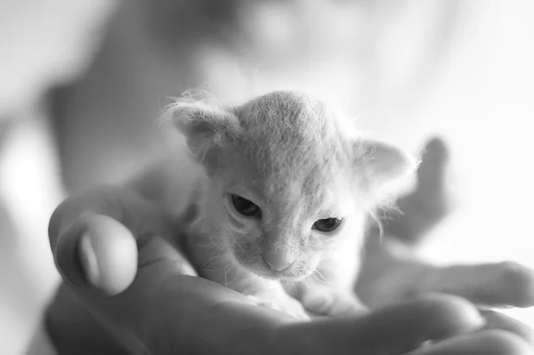 Koťátko Sphynx — Stock fotografie