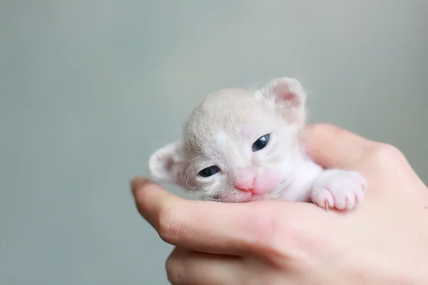 Симпатичный котенок Сфинкс — стоковое фото