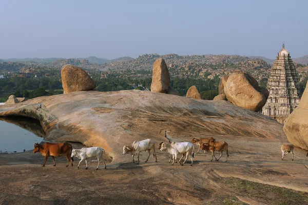 Hampi temple yakınındaki tepede inek — Stok fotoğraf