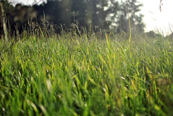 Зелена трава на полі, закрити — стокове фото