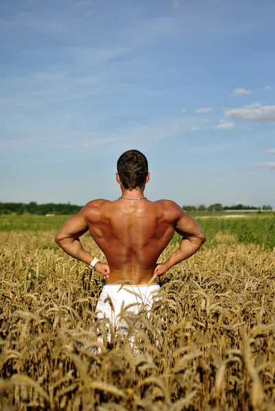 Bodybuilder standing waist-deep in the field — Stock Photo, Image