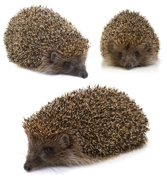 Hedgehog. colagem — Fotografia de Stock