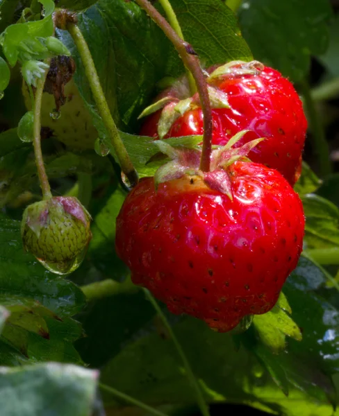 stock image Strawberries in the garden after the rain