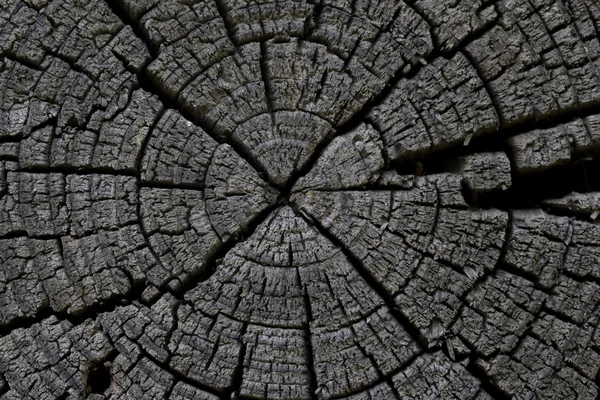 stock image Old wooden beams in the context