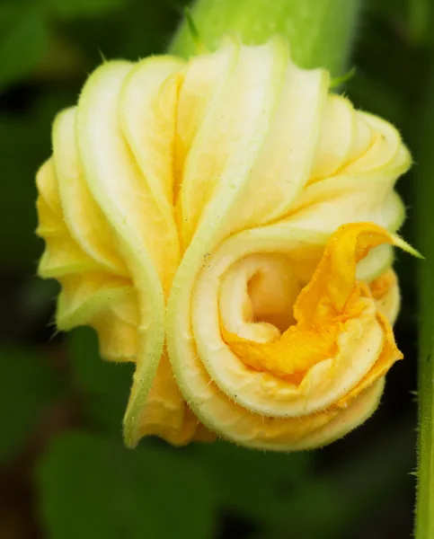 Flores de calabacín — Foto de Stock