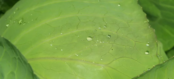 Stock image Drops of water on the cabbage