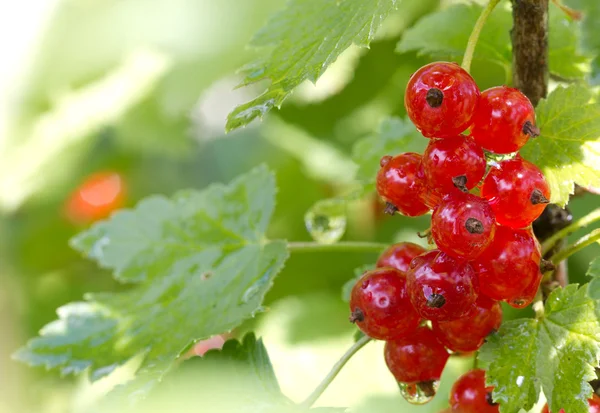 Red currant after the rain — Stock Photo, Image
