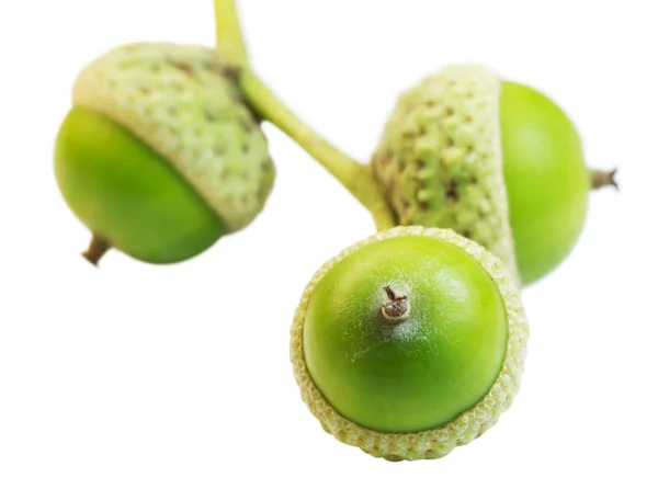 stock image Three green acorn