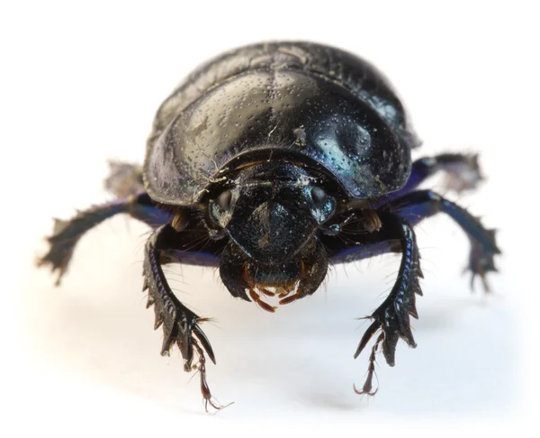 Dung-beetle closeup — Stock Photo, Image
