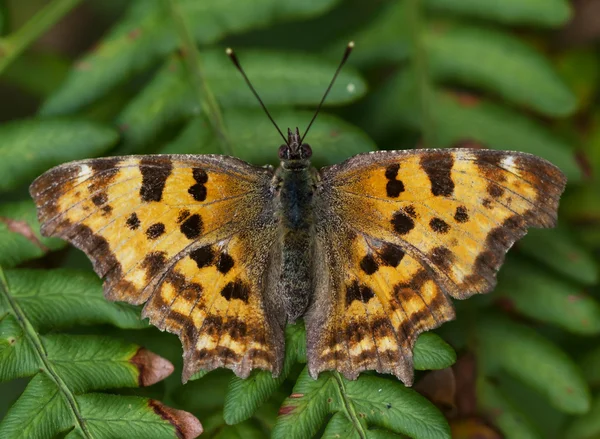 stock image Orange butterfly