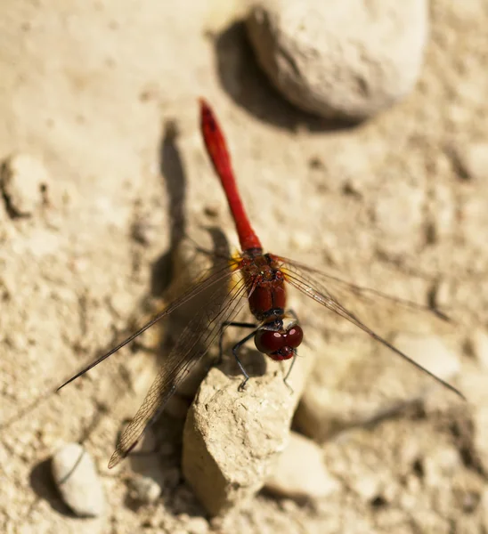 stock image Red dragonfly