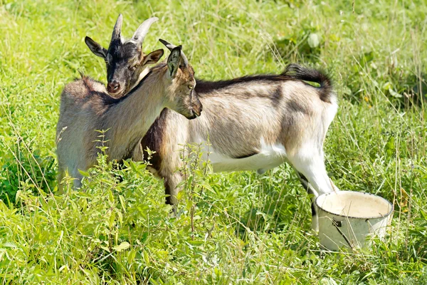 Duas cabras pastam no prado — Fotografia de Stock