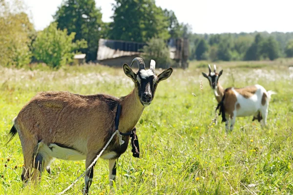 2 つのヤギを放牧牧草地で — Stockfoto