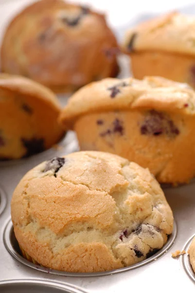 Close up of fresh warm blueberry muffins in a muffin pan — Stock Photo, Image