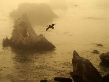 Group of islands off Pismo Beach California with pelican in flig clipart