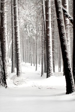 Snow covered pines in Yosemite National Park clipart