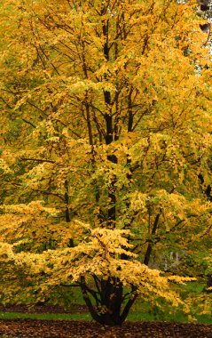 Elm tree showing its beautiful autumn colors clipart