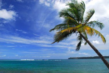 Ocean beach scene with a palm tree clipart