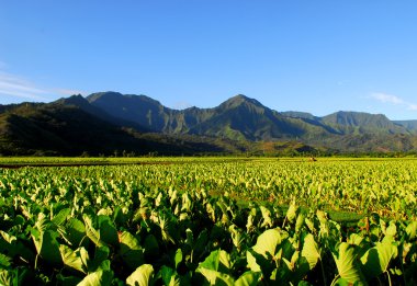 Taro field in Kauai Hawaii clipart