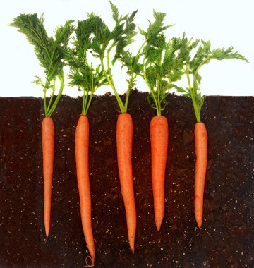 Carrots growing in soil clipart