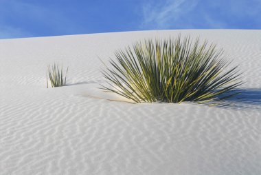 beyaz kum tepeleri Milli Parkı içinde büyüyen kaktüs