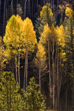 vail, colorado renkli kavak ağaçları