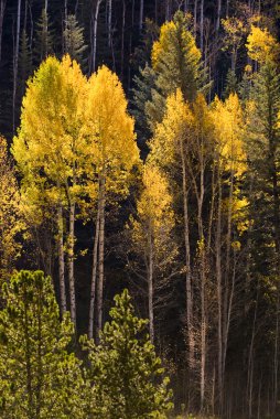 Colorful Aspen trees in Vail, Colorado clipart