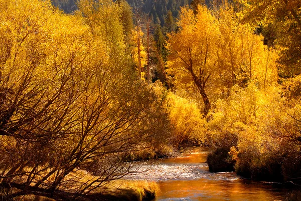 Cores de outono douradas refletindo em fluxo no Vale de Yosemite — Fotografia de Stock