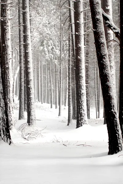 stock image Snow covered pines in Yosemite National Park