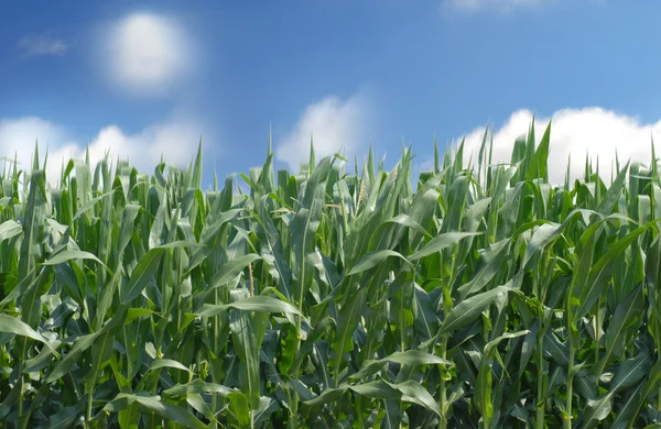 Кукурузное поле против голубого неба с белыми облаками — стоковое фото
