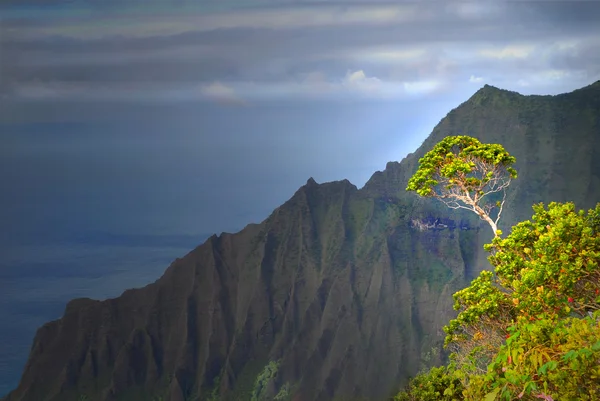 Dağ napali kıyısında büyüyen ağacı — Stok fotoğraf