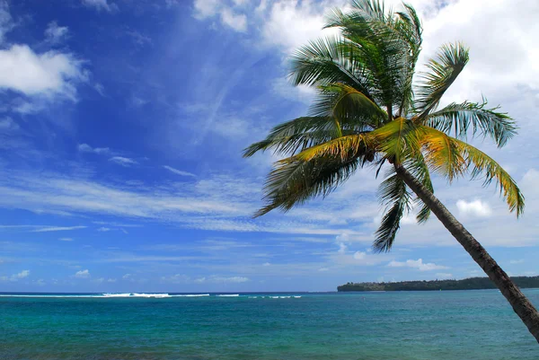 Ocean beach scene with a palm tree — Stock Photo, Image