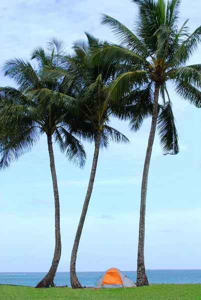 Tenda sob palmeiras — Fotografia de Stock