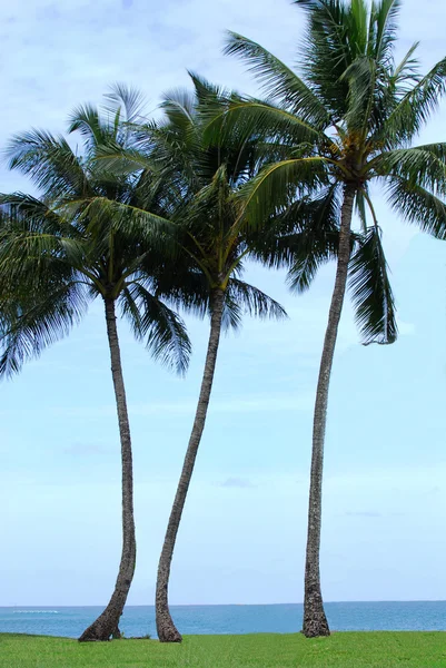 Tenda sob palmeiras — Fotografia de Stock