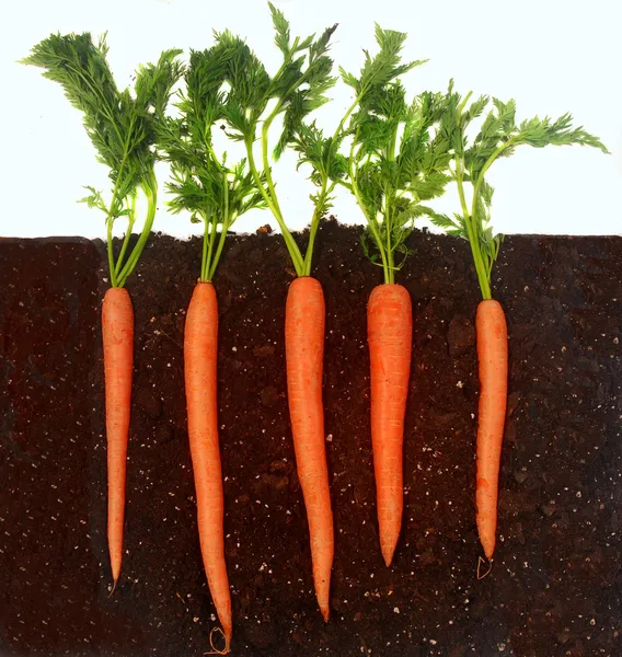 Zanahorias creciendo en el suelo — Foto de Stock