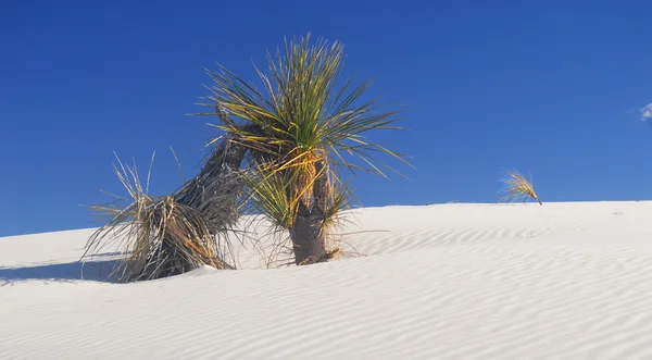 stock image Cactus growing in the White Sand Dunes National Park