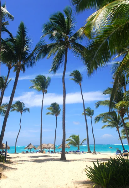 Сцена на пляже в Доминиканской Республике — стоковое фото
